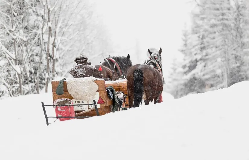 سورتمه‌ سواری با اسب‌ها (Horse-Drawn Sledding)   