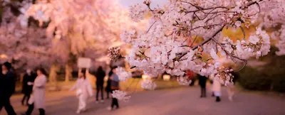 10 پیشنهاد برای سفر بهاره‌ی ژاپن