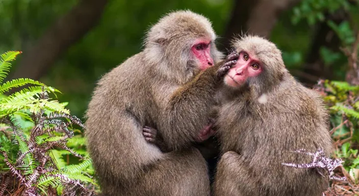 حیات وحش ژاپن