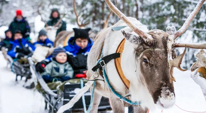 سورتمهسواری با گوزنهای شمالی در تور شفق قطبی فنلاند