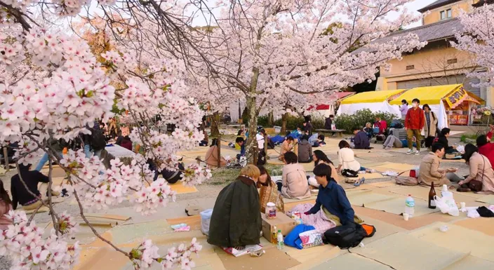 جشن هانامی ژاپن