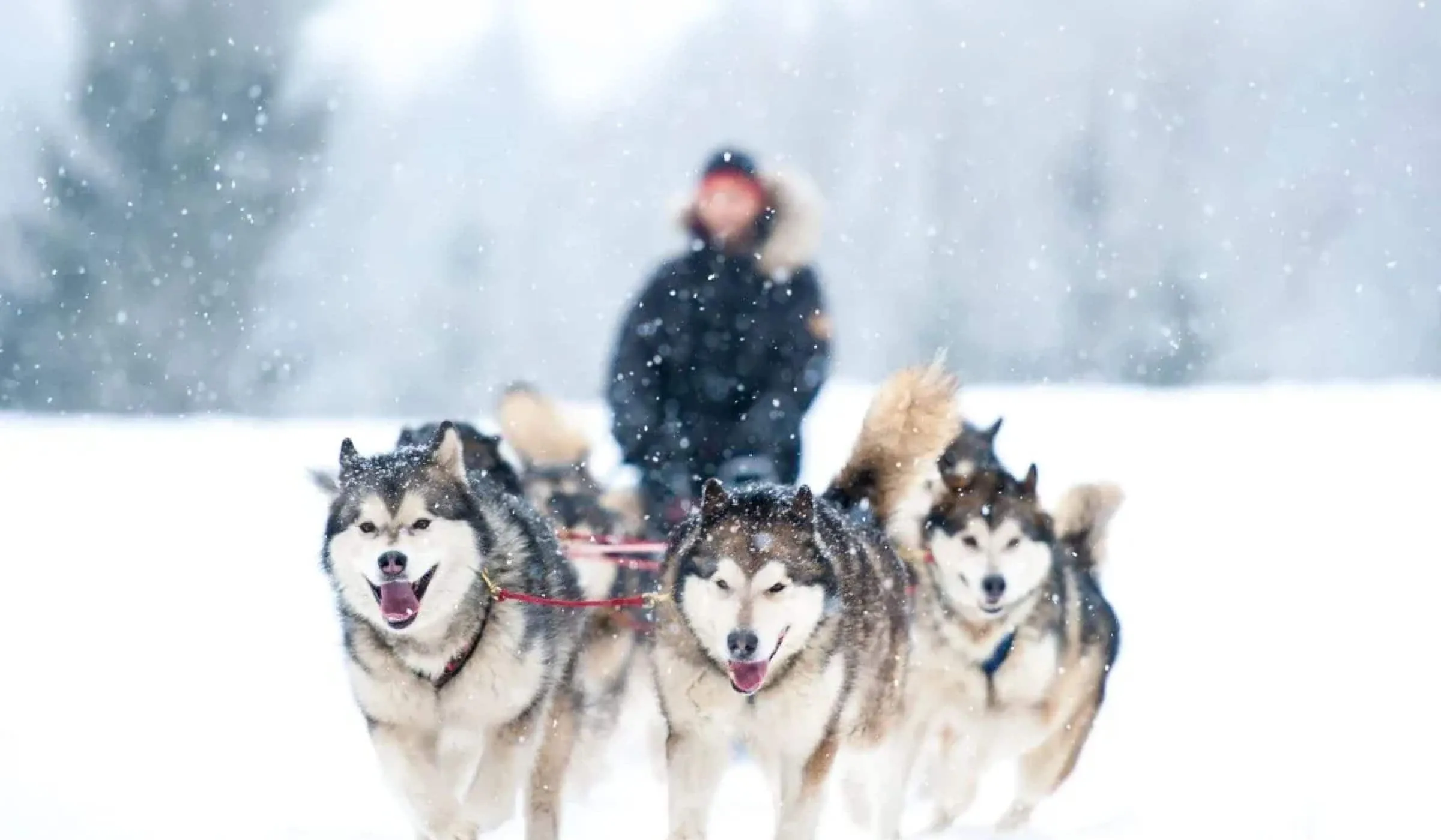 شفق قطبی فنلاند، فروردین ۱۴۰5